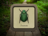 Scarab Beetle