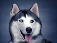 Husky Digital Painting
