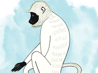 Langur_teaser