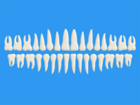 Free Teeth (PSD)