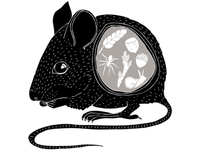 Wood Mouse