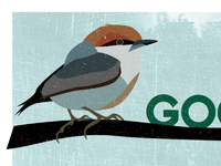 Nuthatch