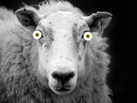 Flat Ewe Eye