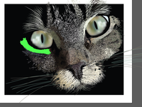 Little cat in 14 hours