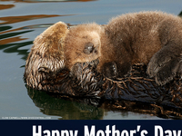 Mba_happy-mother_s-day_teaser