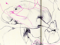 dugong
