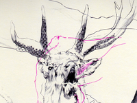 elk