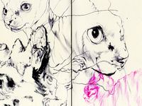 domestic cat