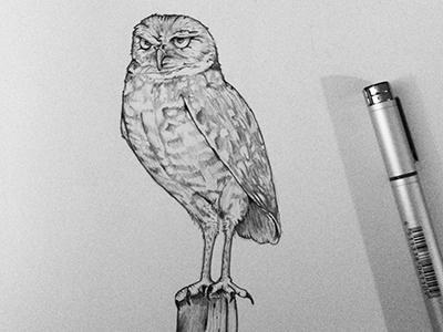 Owl400