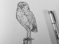 Owl400_teaser