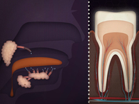 How mouth-stuff works