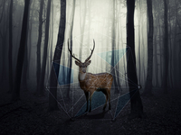 Deer