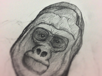 Gorilla