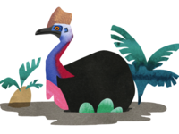Cassowary Nest