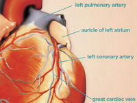 Heart_anatomy_teaser
