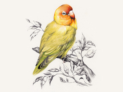 Tenlohuis_lovebird_02