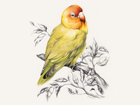 Lovebird
