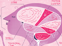 Nervous Systemclose Up By Rachel Ignotofsky