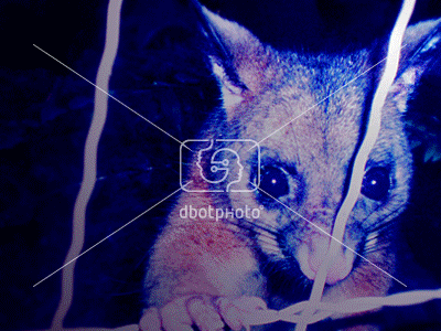 Dbotphoto_dawrin