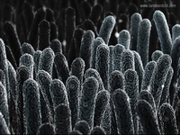 Electron_microscope_bacteria_002_sd__teaser