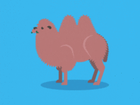 My lovely camel lumps.