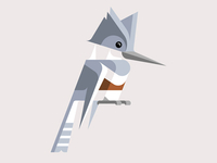 Belted Kingfisher