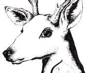 Deer Drawing