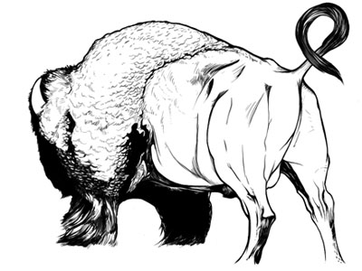 Buffalo Illustration