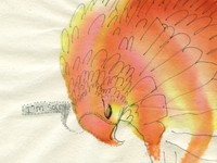 Apologetic raptor