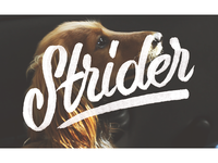 Strider