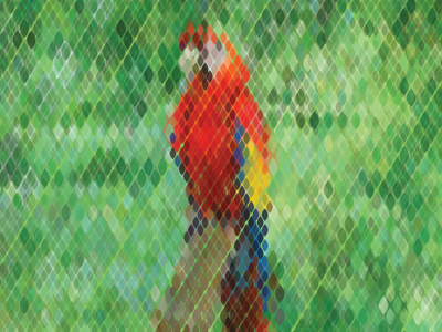 Parrot-_2