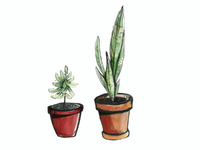 Potted Plants
