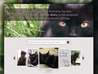 Adopt Black Cats 