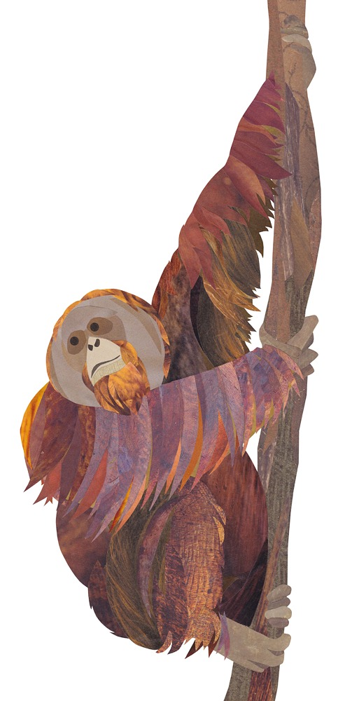 Final_orangutan