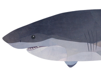 Great White Shark Final Collage