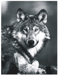 Volffoto