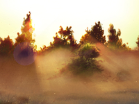 morning mist