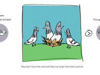 Pigeon-website_teaser